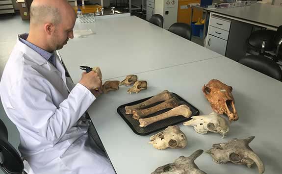 Archaeologist looking at fossils. 